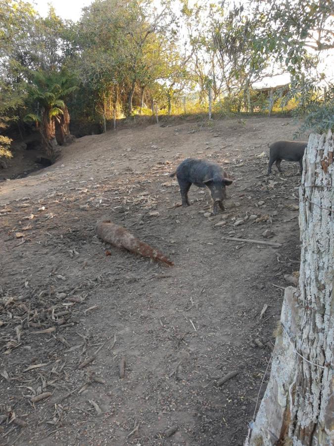 Fazenda Tamandua Casa De Campo - Cabana Coragem Villa Rio Rufino Kültér fotó